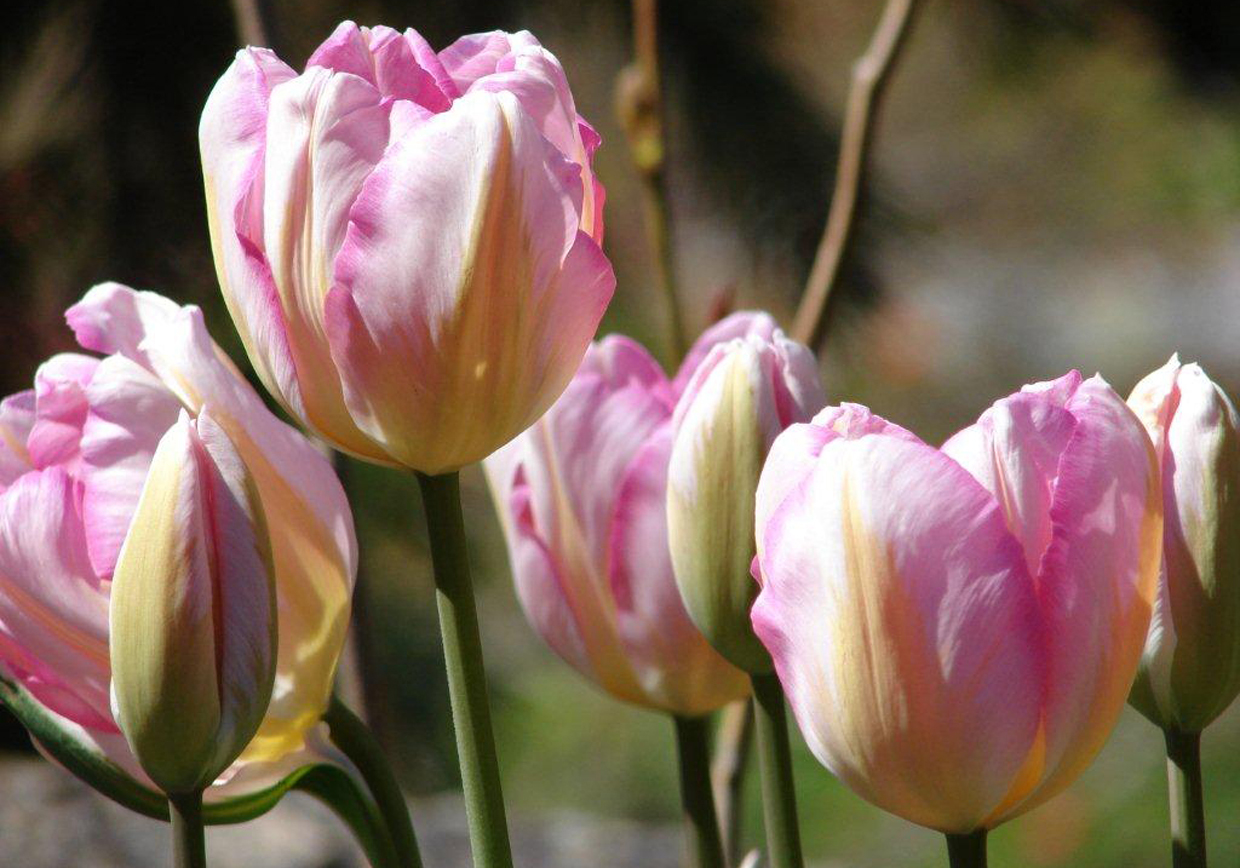 Jeff-de-Jong-Tulip-1240x868.jpg